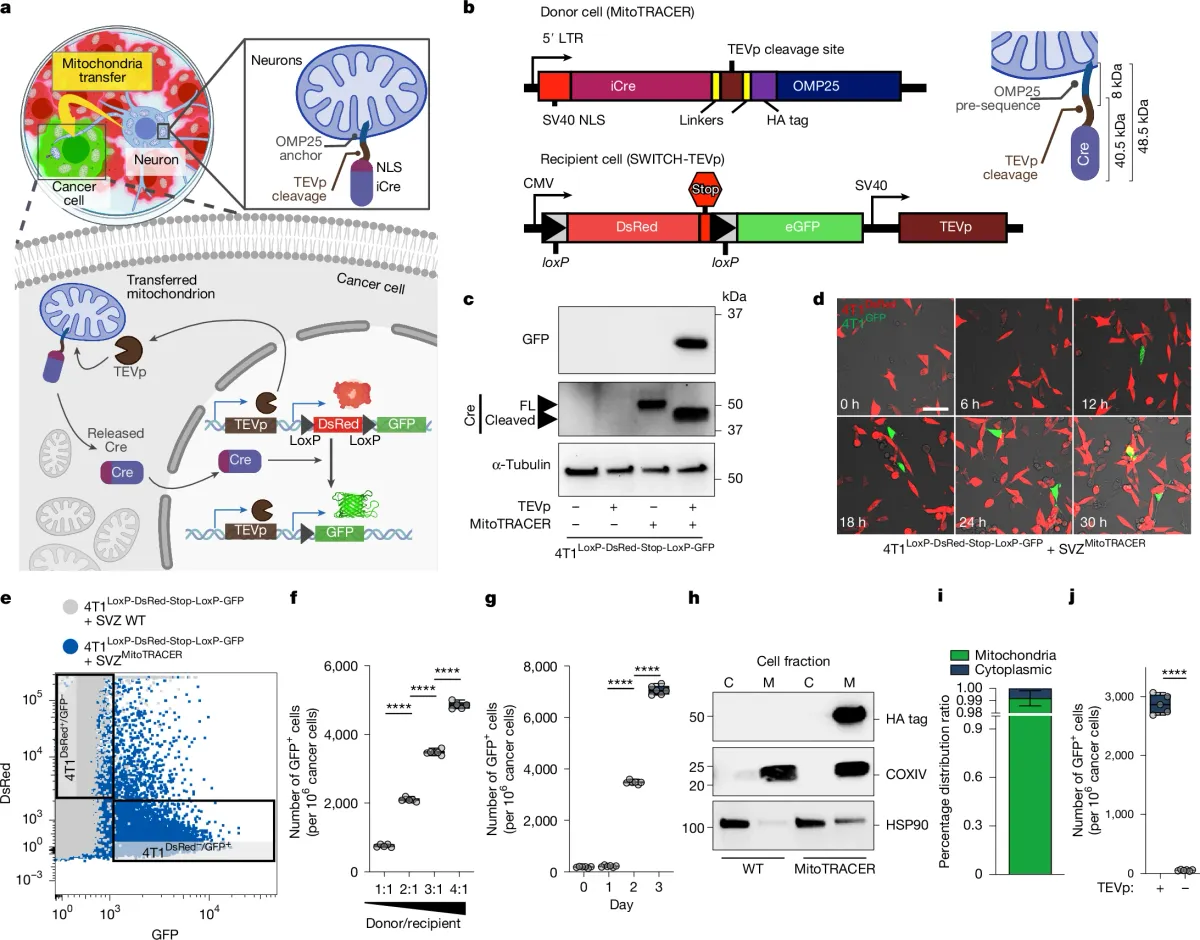 Nerve visual data 3