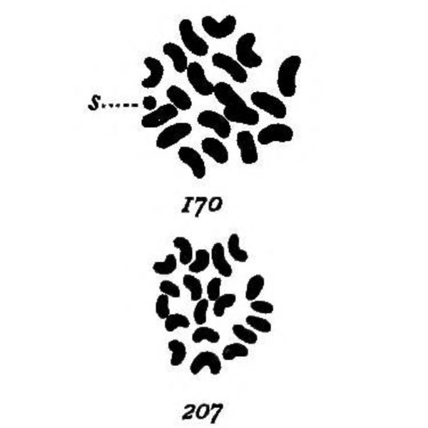 Nettie Stevens, a former school teacher turned geneticist, discovered sex chromosomes in 1905. Here's her story: