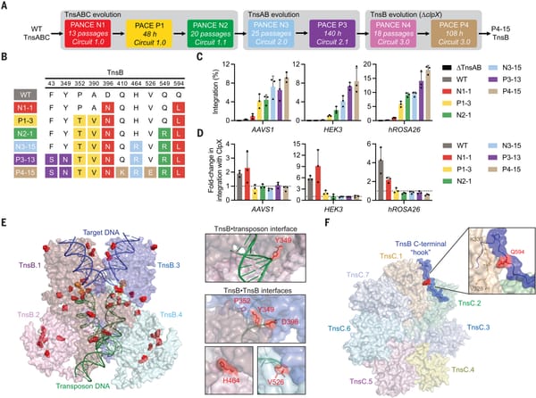 CRISPR-Associated Transposases (CASTs) make large DNA insertions in Human cells a reality